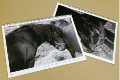 fotokalendář A3 - koně